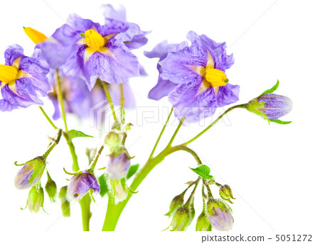 Potato flowers isolated Potato flowers isolated 5051272