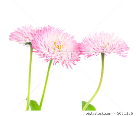 marguerite isolated 5051336