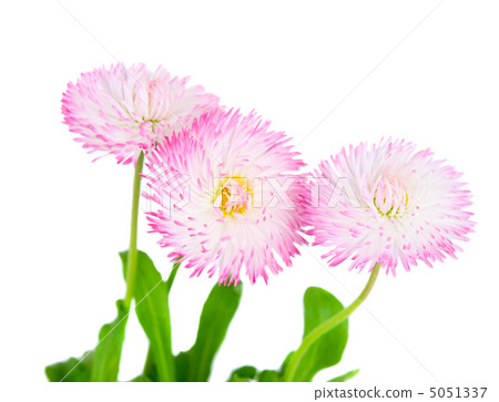 marguerite isolated 5051337