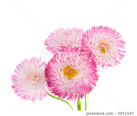 marguerite isolated 5051547