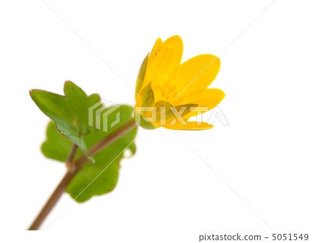 buttercup yellow spring 5051549