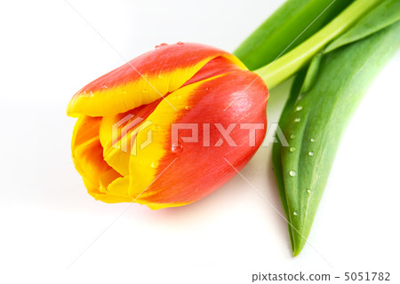 red tulips isolated on white 5051782