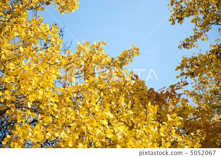 background of yellow autumn leaves background of yellow autumn leaves 5052067