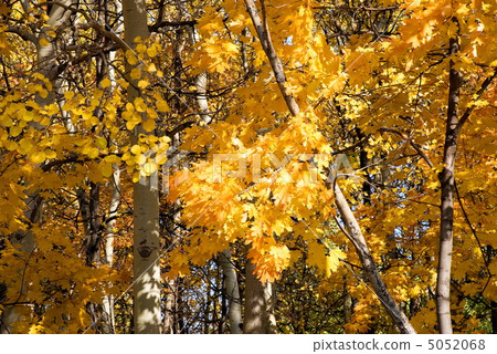 background of yellow autumn leaves background of yellow autumn leaves 5052068