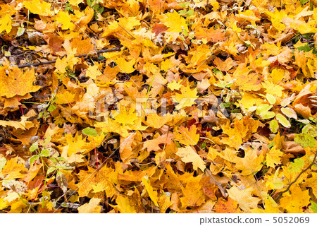 background of yellow autumn leaves background of yellow autumn leaves 5052069