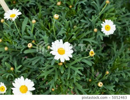 Chamomile against a background of green 5052463