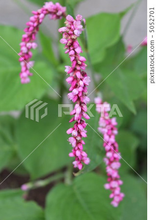 Tate Flower Tate Flower 5052701