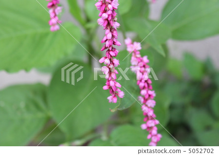 泰特花 泰特花 5052702