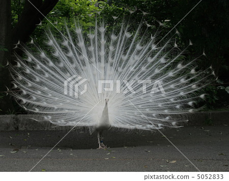 White peacock spreading feathers 5052833