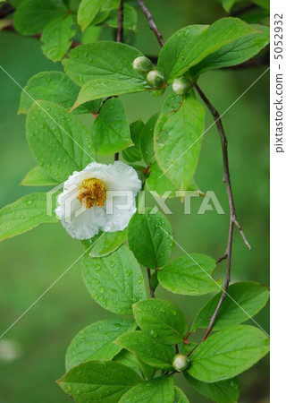 Summer Camellia Summer Camellia 5052932
