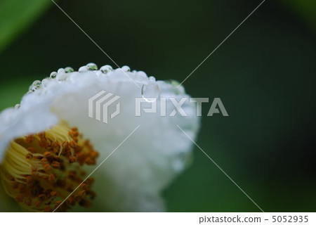 Summer Camellia Summer Camellia 5052935