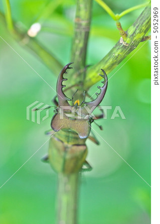 高砂深山鍬形蟲 5052969