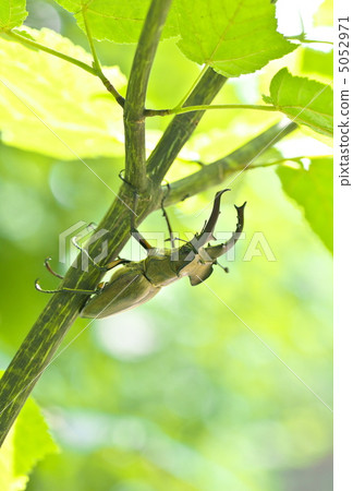 高砂深山鍬形蟲 5052971
