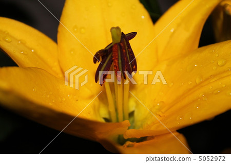 黃百合 黃百合 5052972