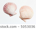 Seashell 5053036