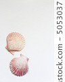 Seashell 5053037