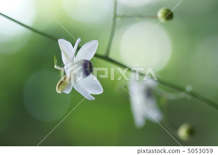 Renge goshoma Renge goshoma 5053059