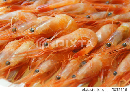 Shrimp 5053116