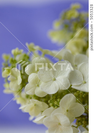 hydrangea hydrangea 5053328