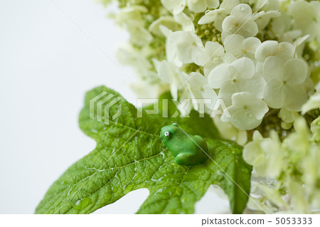 Kashiwaba hydrangea Kashiwaba hydrangea 5053333