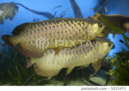 asian arowana asian arowana 5053451