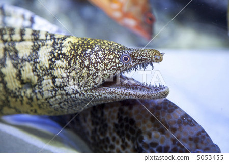 海鰻 海鰻 5053455