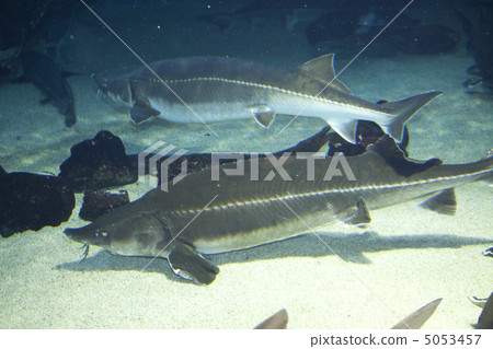 Sturgeon Sturgeon 5053457