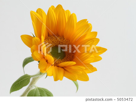 Sunflower sunflower 5053472