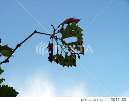 枯葉 枯葉 5053485