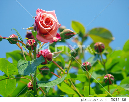 粉紅玫瑰 5053486