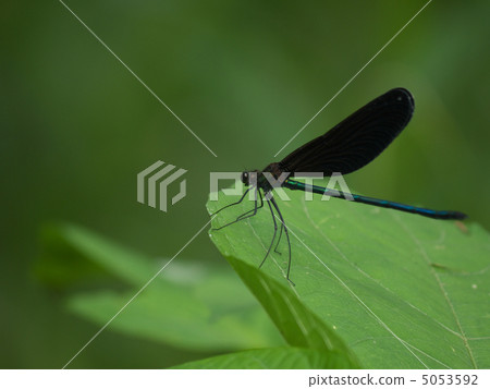 Hagorotonbo leaf pointing leftward 5053592