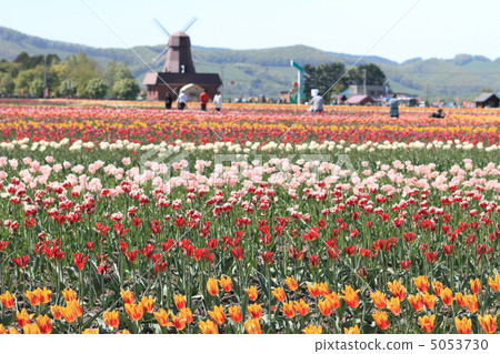 Kamiyuunetsu鬱金香公園 5053730