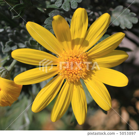 朱利葉斯黛西 5053897