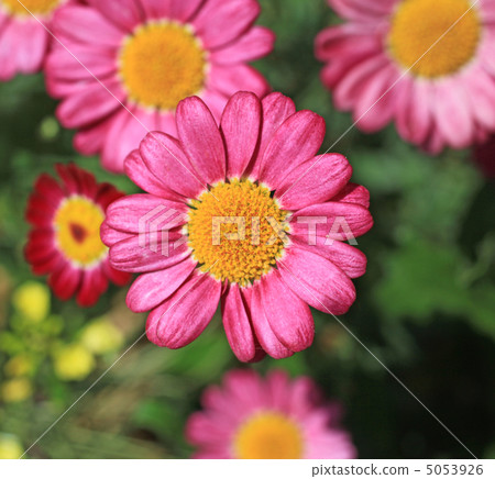 Margaret Margaret 5053926