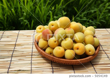 成熟的李子 成熟的李子 5054149