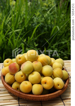 成熟的李子 成熟的李子 5054151