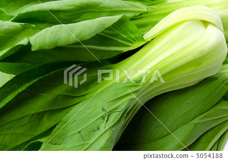 白菜 5054188