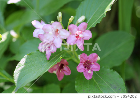 Hakone Saki 5054202