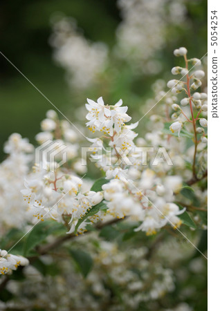 Unown flower 5054254