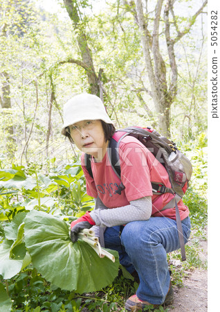 採取野菜 5054282