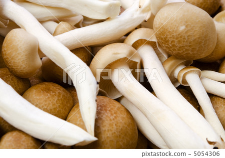 Beech Shimeji 5054306