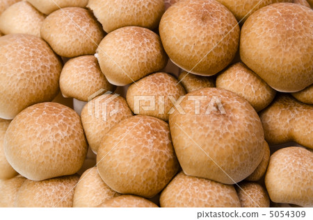 山毛櫸目次 5054309