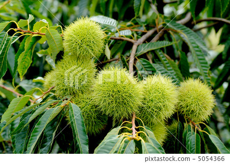 Chestnut tree Chestnut tree 5054366