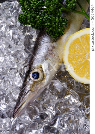  Red barracuda, acaricus 5054464