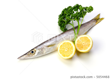  紅色梭子魚，acaricus 5054468