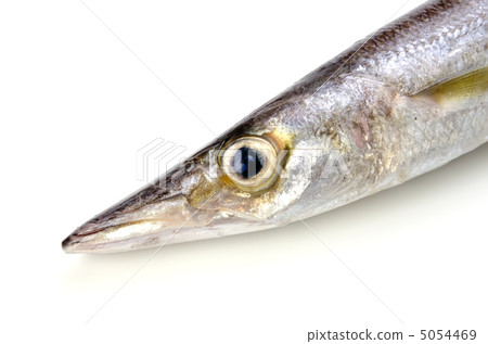 紅色梭子魚,acaricus 紅色梭子魚,acaricus 5054469