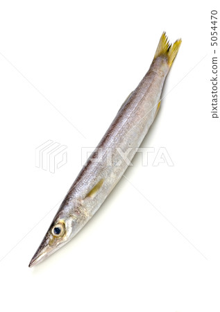  Red barracuda, acaricus 5054470