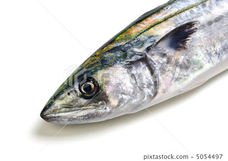 Sawara Sawara 5054497