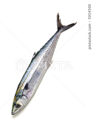 馬鮫魚 馬鮫魚 5054500