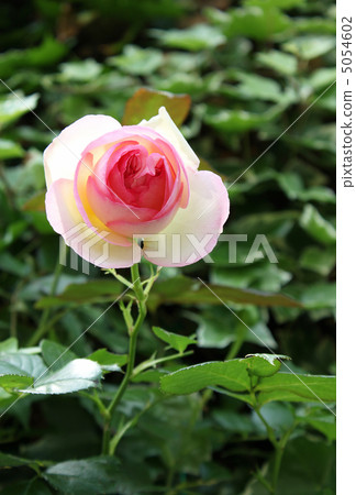rose rose 5054602
